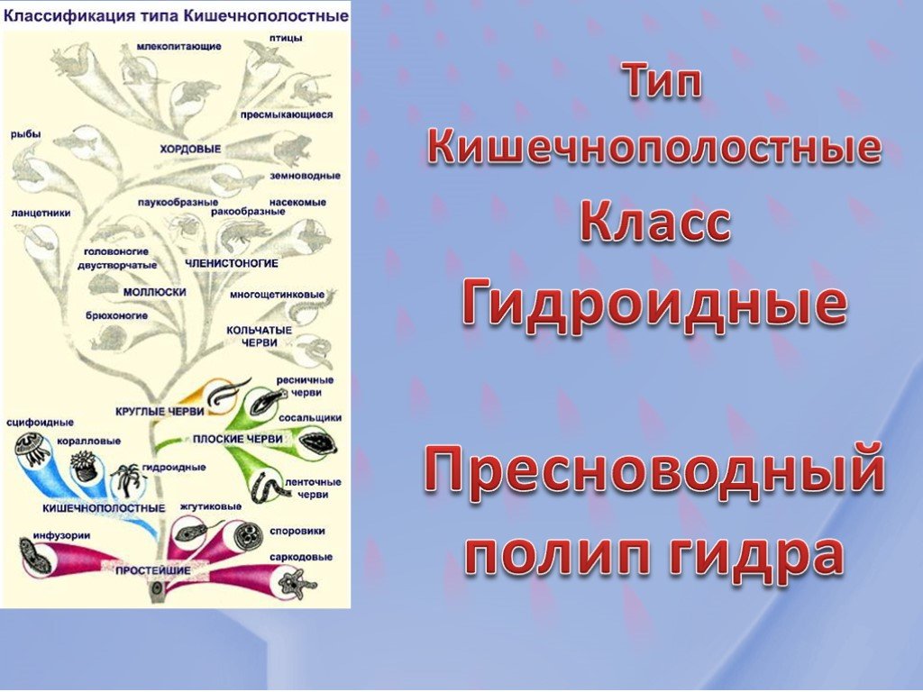 Ссылки на кракен маркетплейс